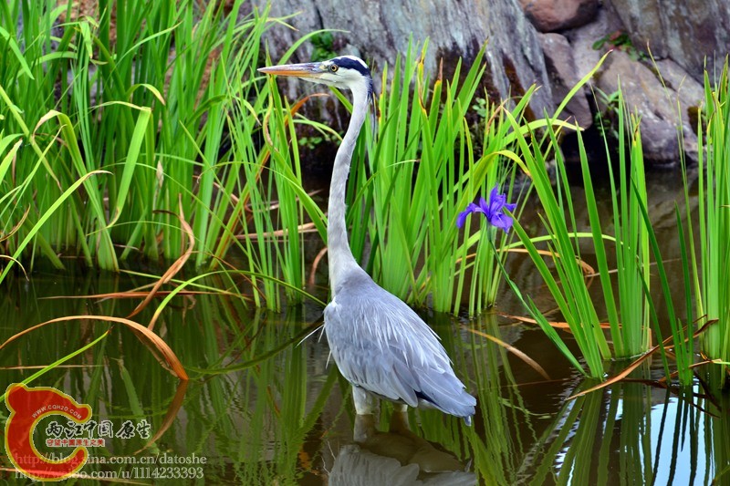 DSC_0184.jpg