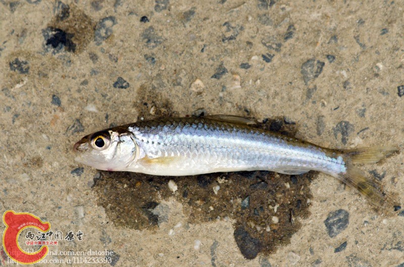 DSC_0529.jpg