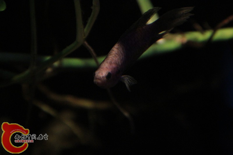 IMG_6857_副本.jpg IMG_6857_副本.jpg