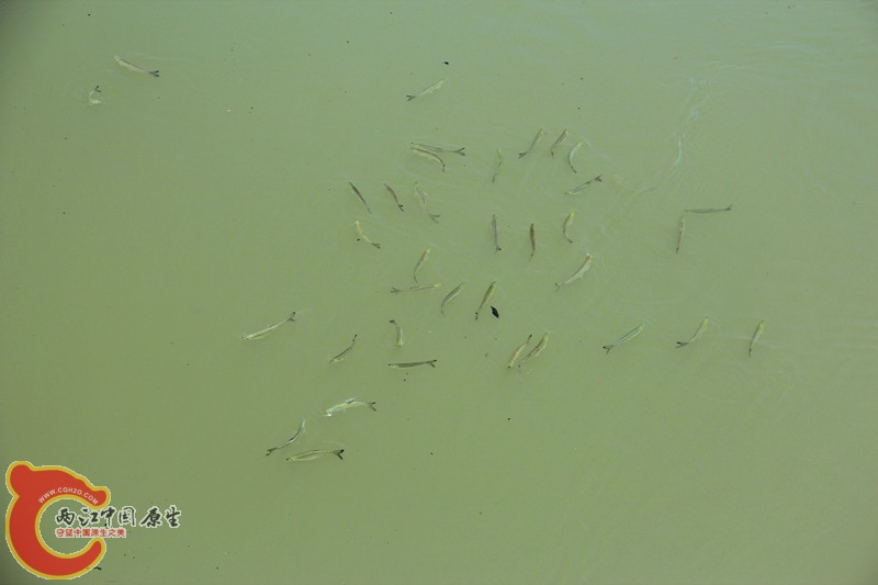 IMG_7011_副本.jpg IMG_7011_副本.jpg