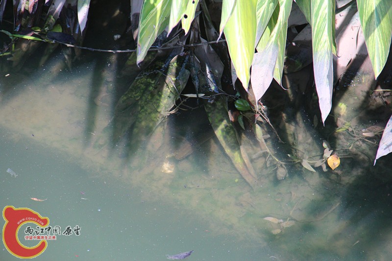 IMG_7013_副本.jpg IMG_7013_副本.jpg