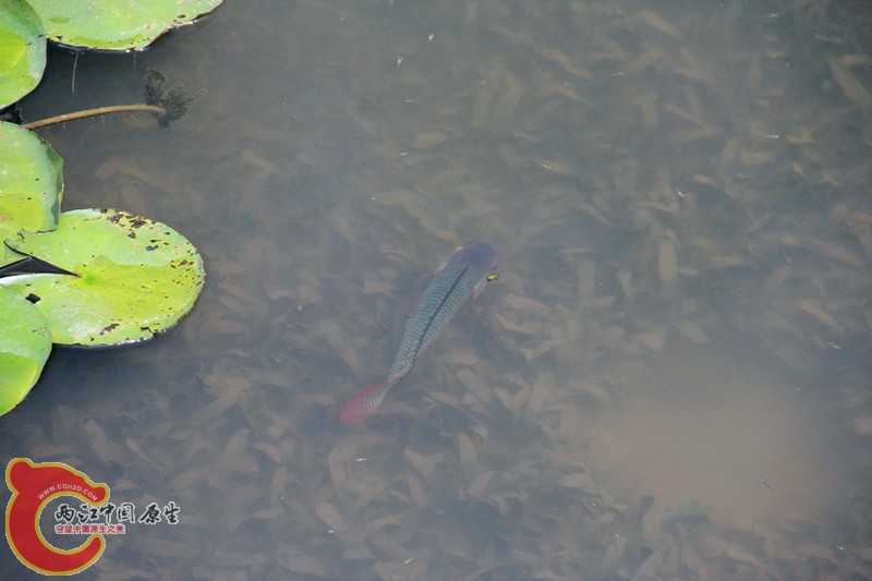 IMG_7019_副本.jpg IMG_7019_副本.jpg