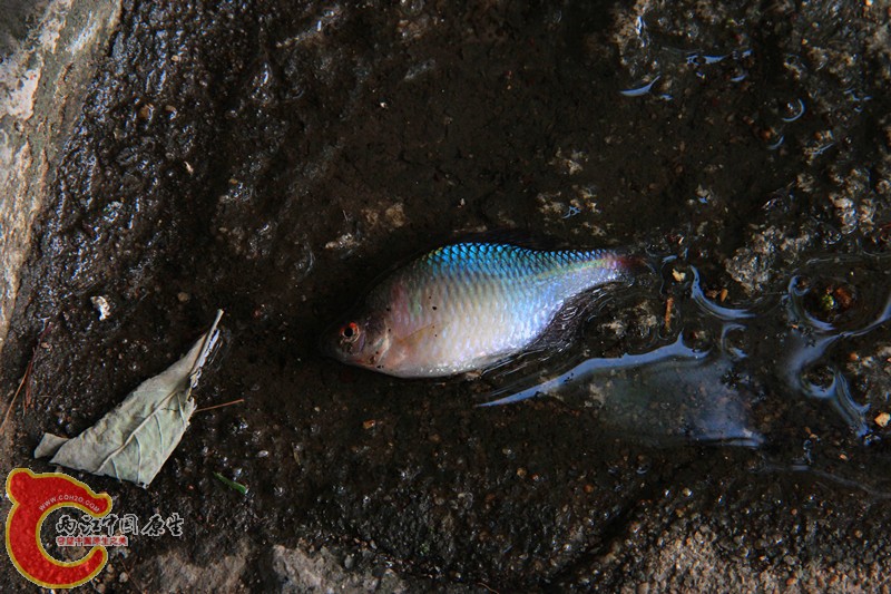 IMG_7049_副本.jpg IMG_7049_副本.jpg