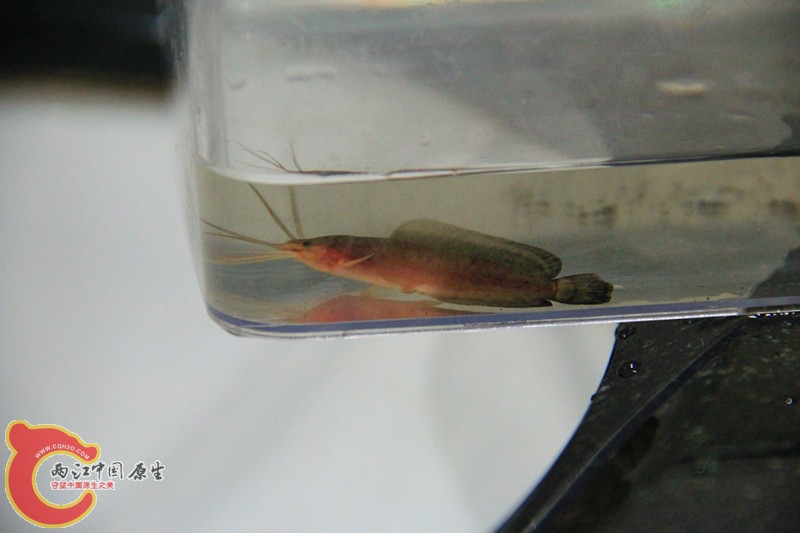 IMG_7069_副本.jpg IMG_7069_副本.jpg