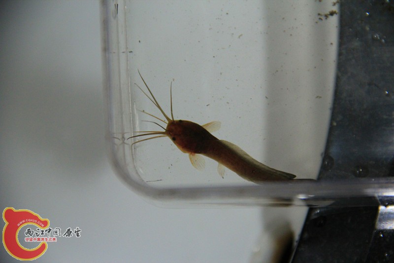 IMG_7071_副本.jpg IMG_7071_副本.jpg