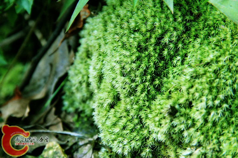 IMG_7094_副本.jpg IMG_7094_副本.jpg