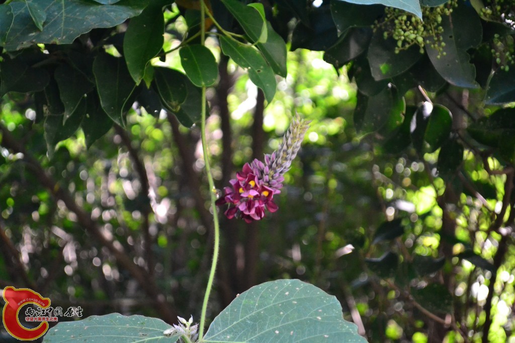 葛花 (1).jpg