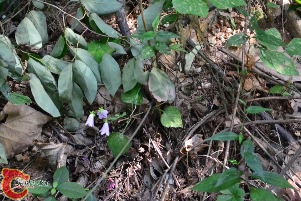 木兰天池里的植物 (1).jpg