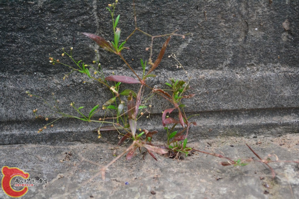木兰天池里的植物 (2).jpg