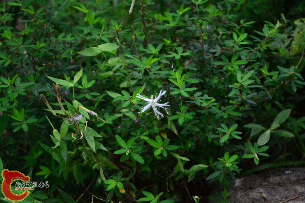 木兰天池里的植物 (5).jpg