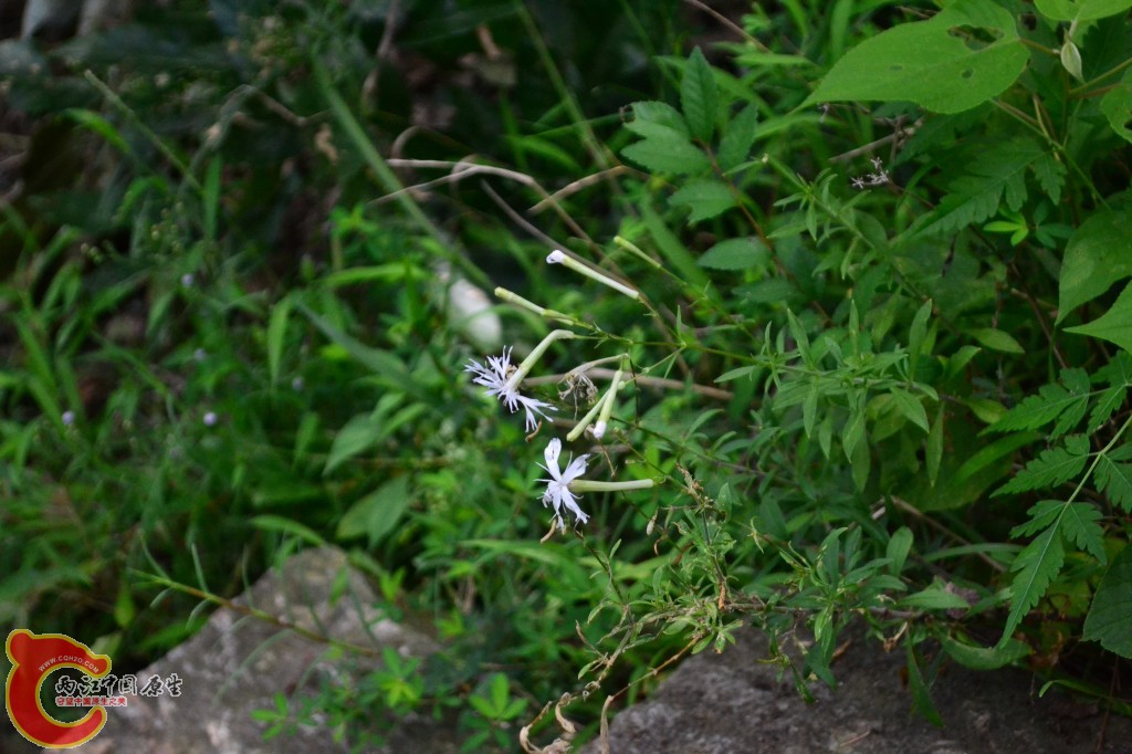 木兰天池里的植物 (6).jpg