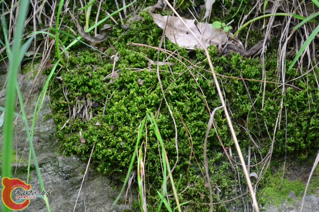 木兰天池里的植物 (7).jpg