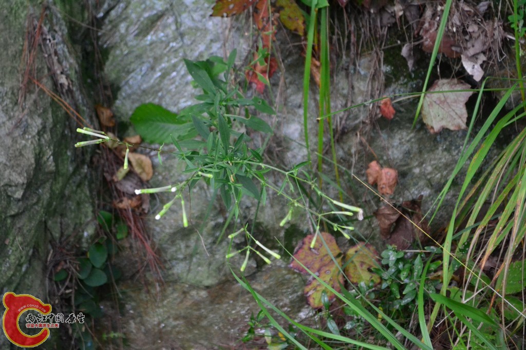 木兰天池里的植物 (9).jpg