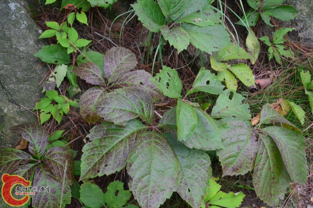 木兰天池里的植物 (10).jpg