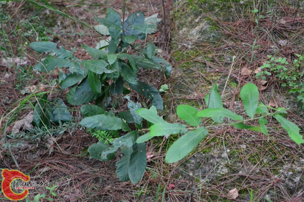 木兰天池里的植物 (12).jpg