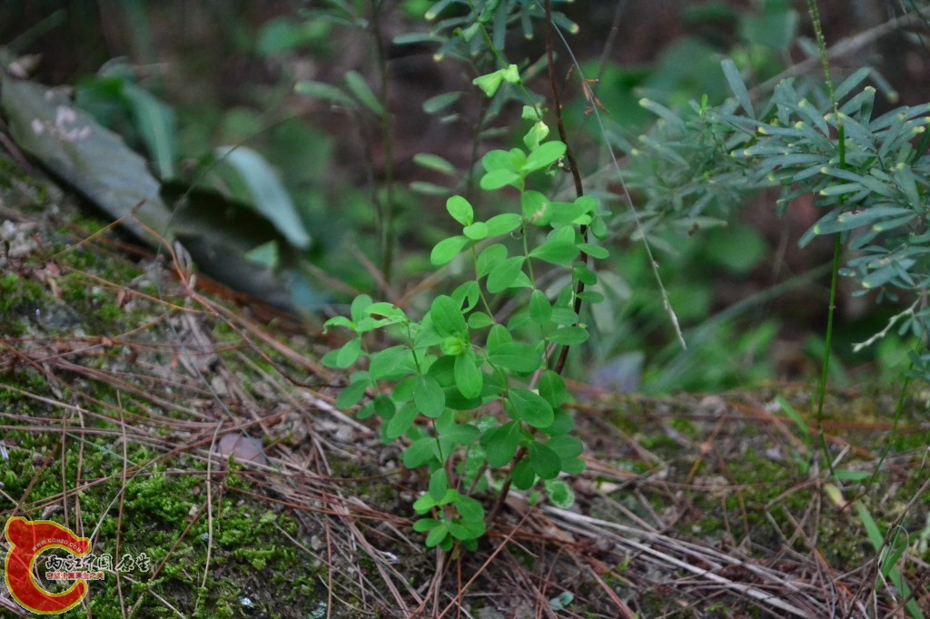 木兰天池里的植物 (13).jpg