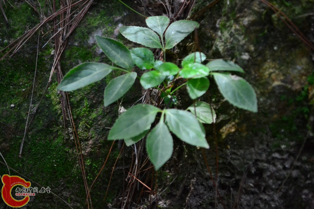 木兰天池里的植物 (19).jpg