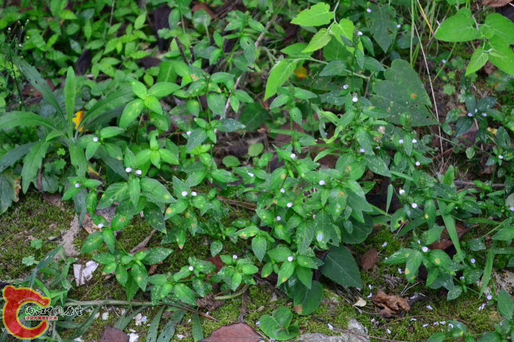 木兰天池里的植物 (21).jpg