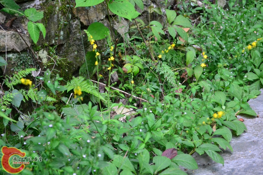 木兰天池里的植物 (22).jpg