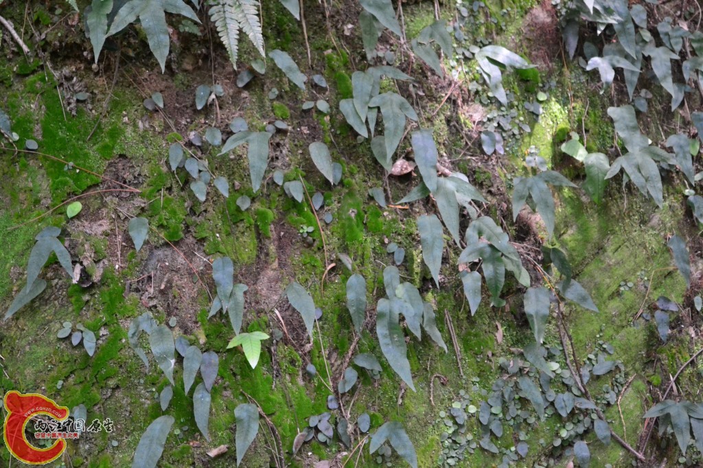 木兰天池里的植物 (24).jpg