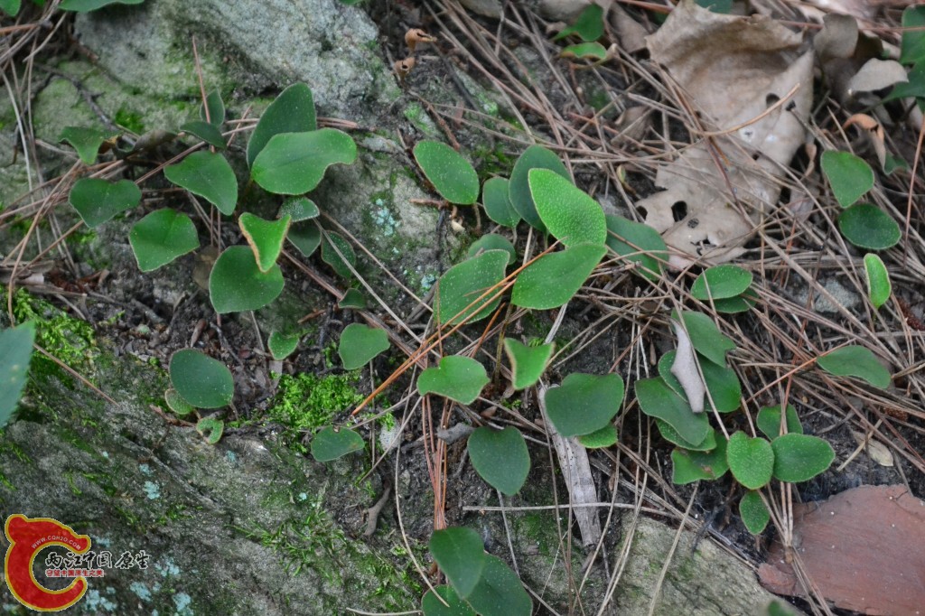 木兰天池里的植物 (27).jpg