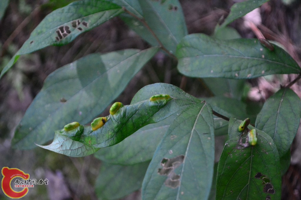 木兰天池里的植物 (34).jpg