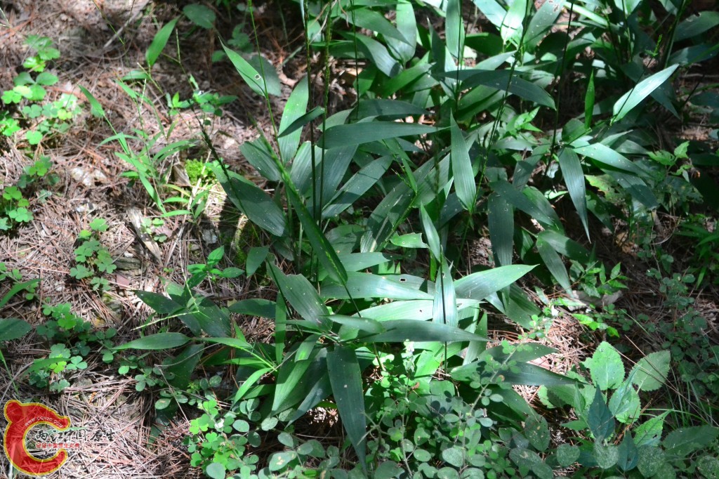 木兰天池里的植物 (36).jpg