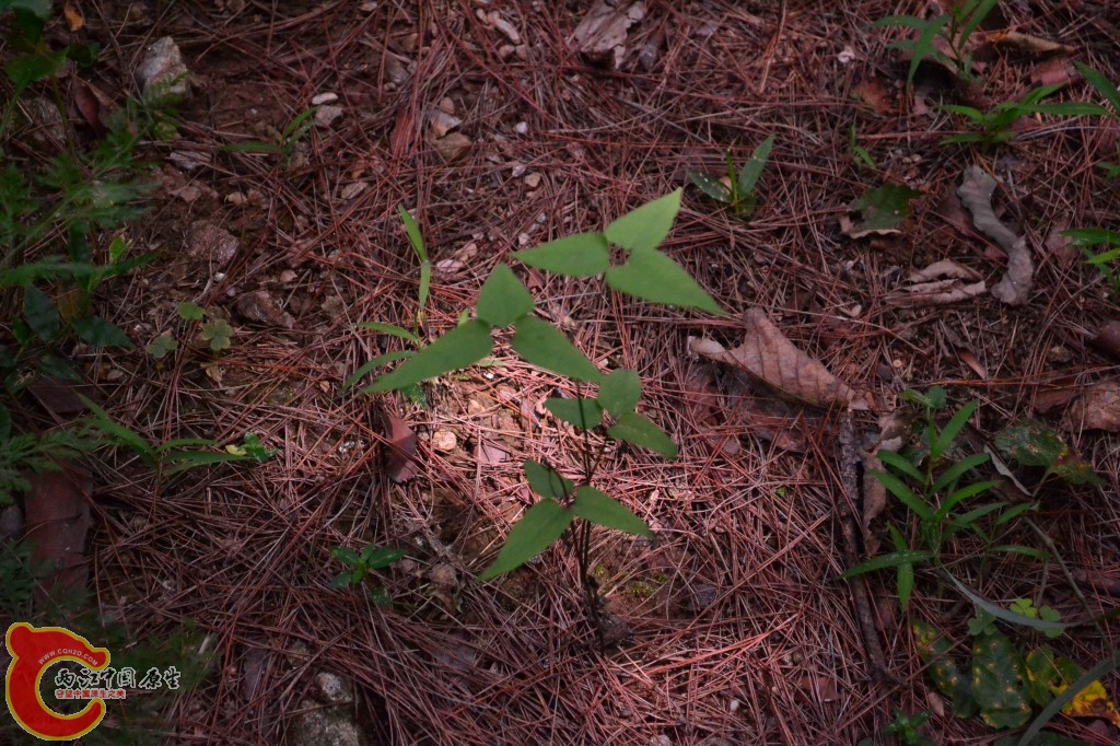 木兰天池里的植物 (37).jpg