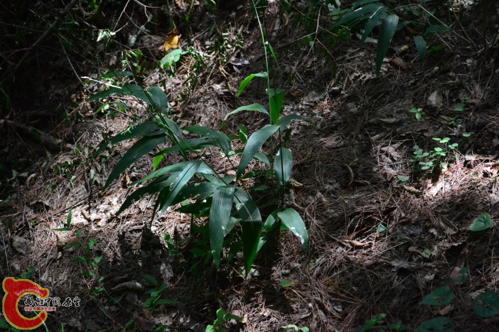 木兰天池里的植物 (38).jpg
