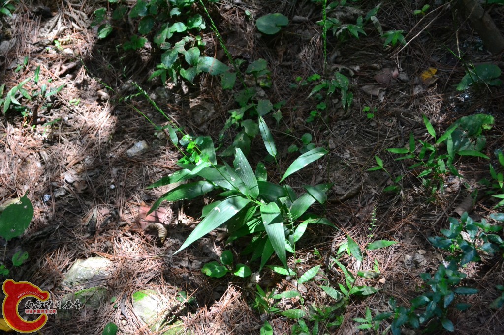 木兰天池里的植物 (39).jpg