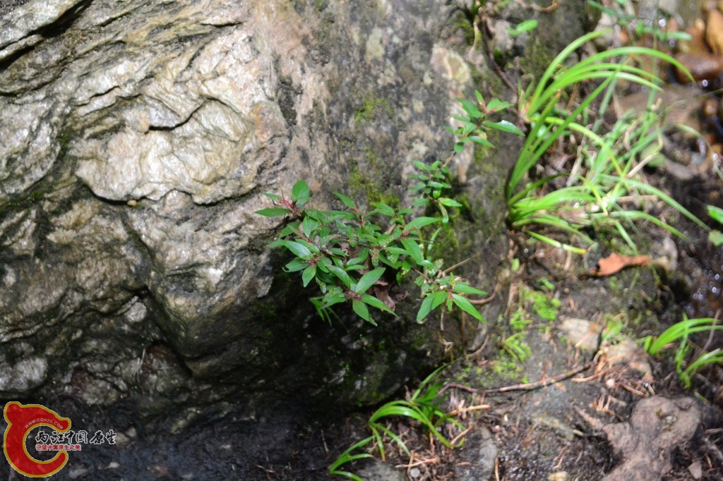 木兰天池里的植物 (40).jpg