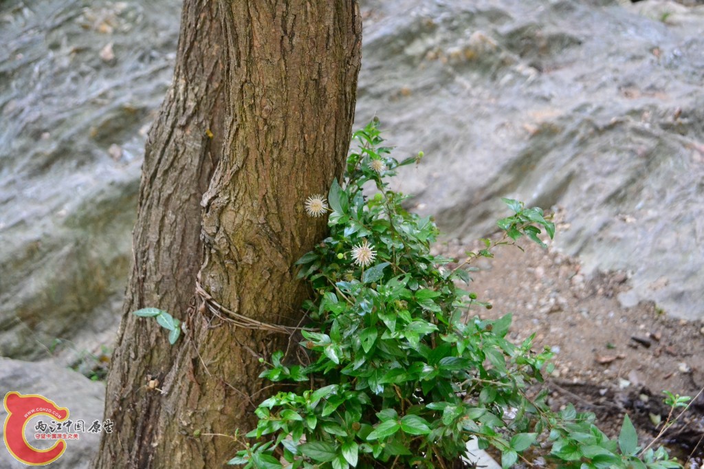 木兰天池里的植物 (41).jpg