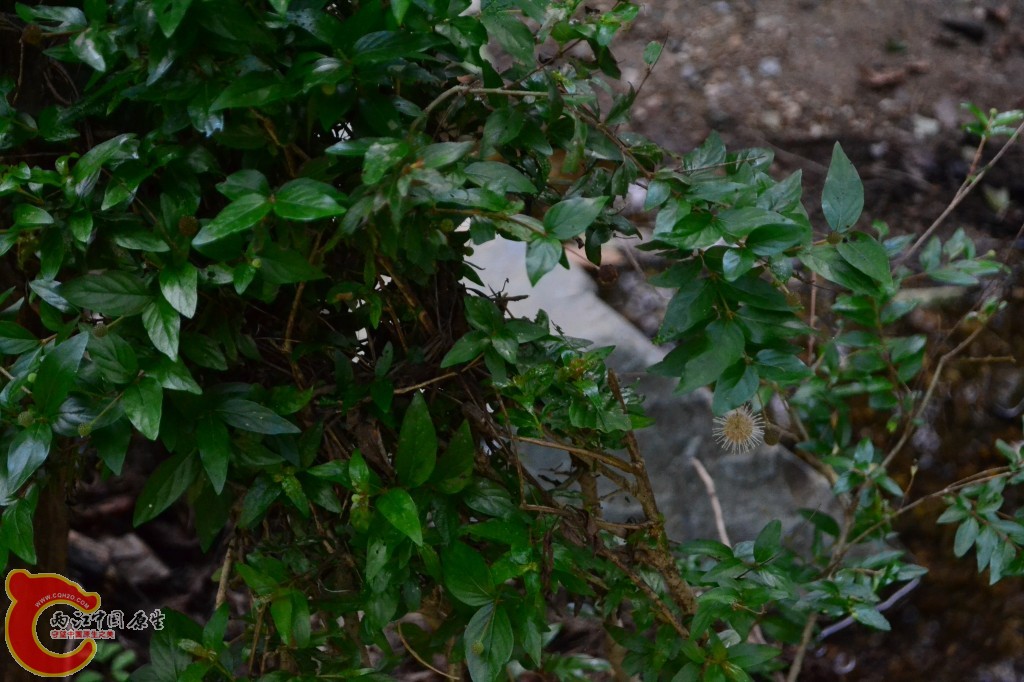 木兰天池里的植物 (42).jpg