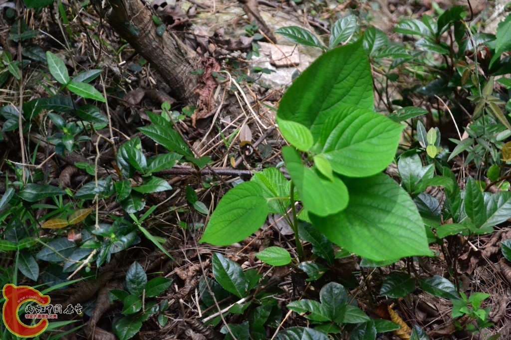 木兰天池里的植物 (45).jpg