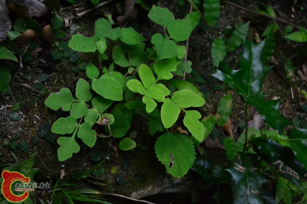 木兰天池里的植物 (46).jpg