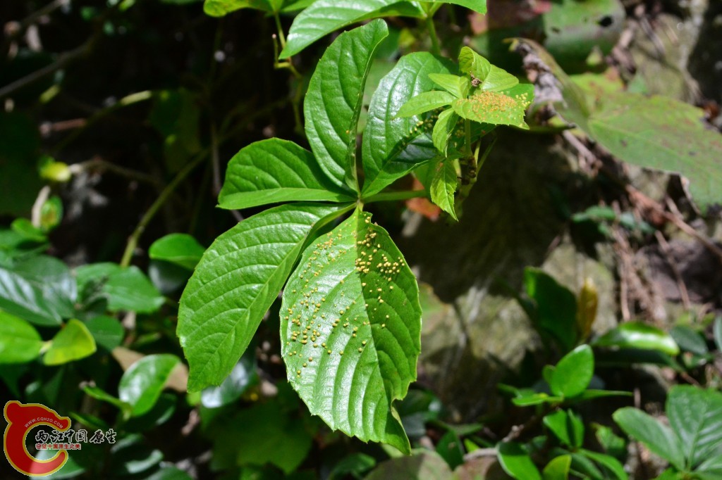 木兰天池里的植物 (47).jpg