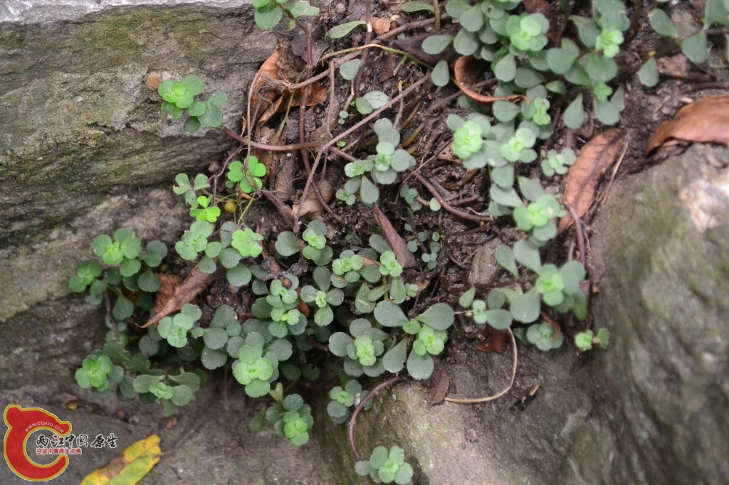 木兰天池里的植物 (50).jpg