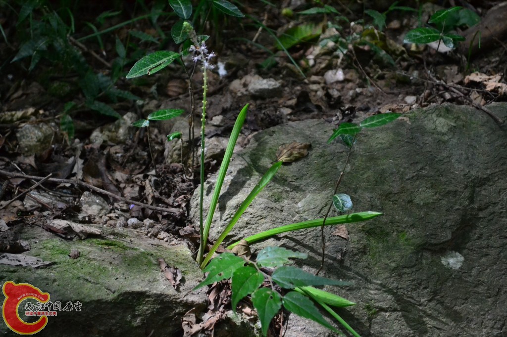 木兰天池里的植物 (51).jpg