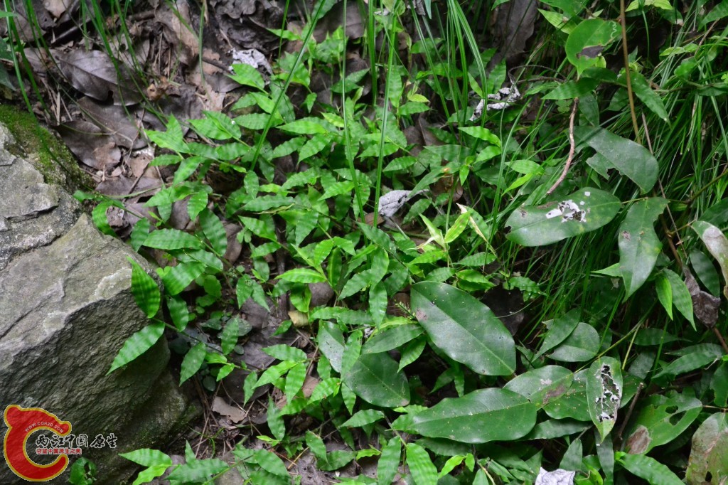 木兰天池里的植物 (52).jpg