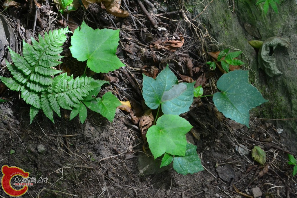 木兰天池里的植物 (55).jpg