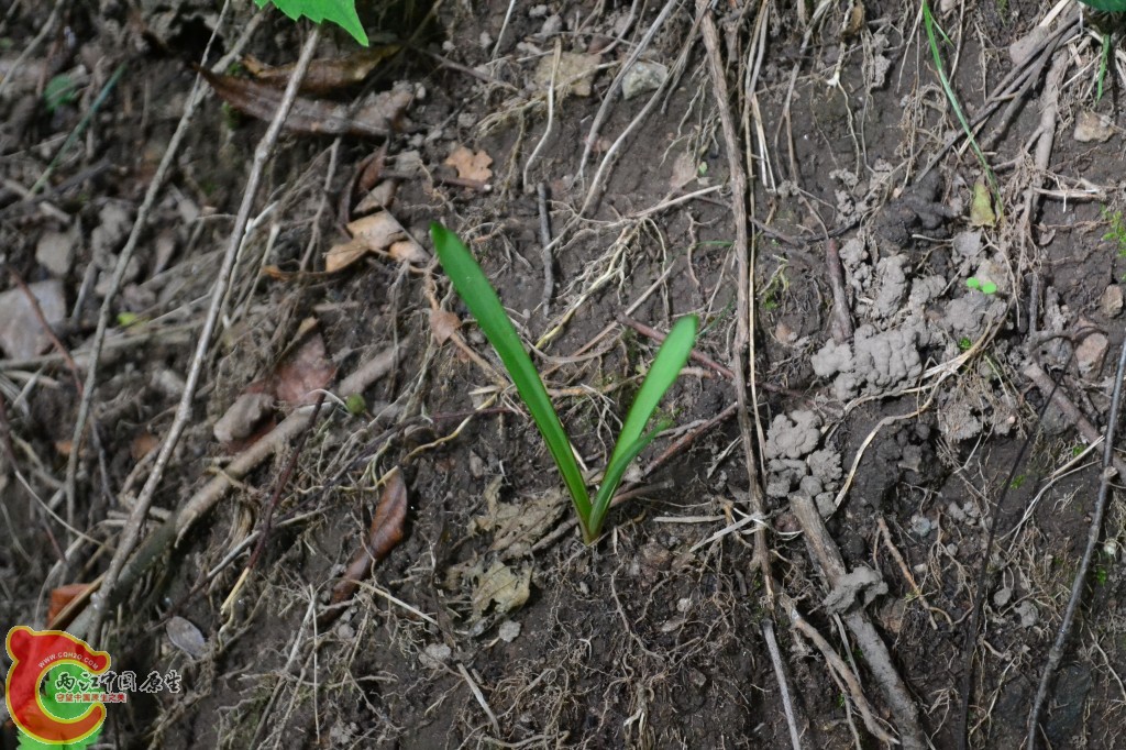 木兰天池里的植物 (56).jpg