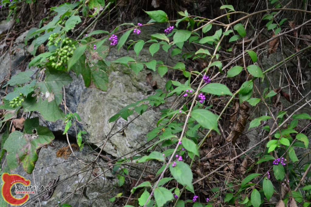 木兰天池里的植物 (58).jpg