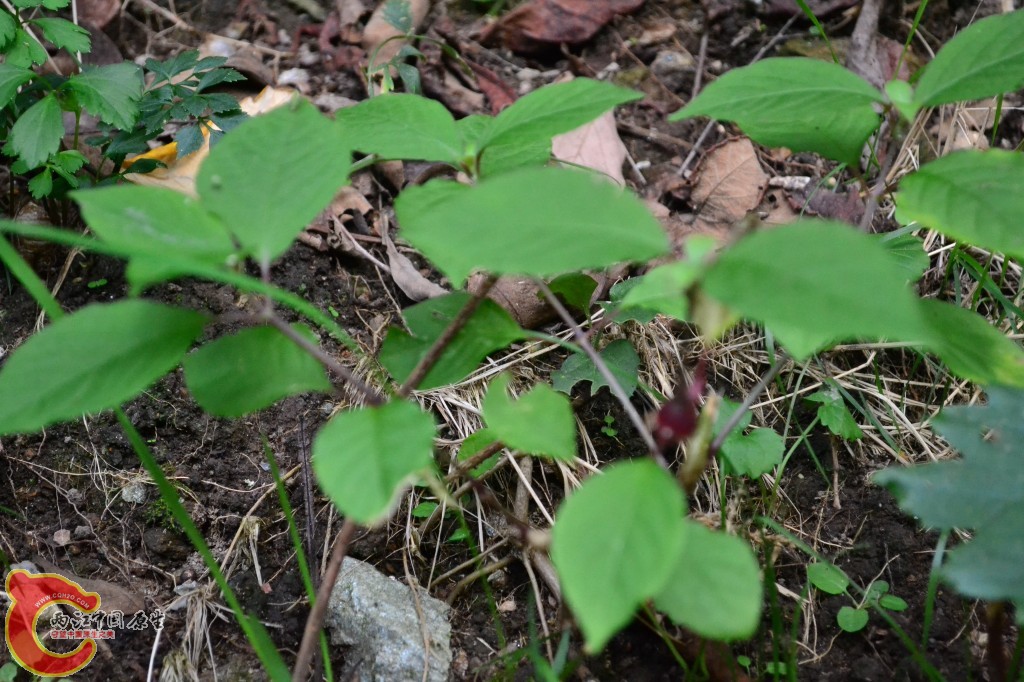 木兰天池里的植物 (59).jpg