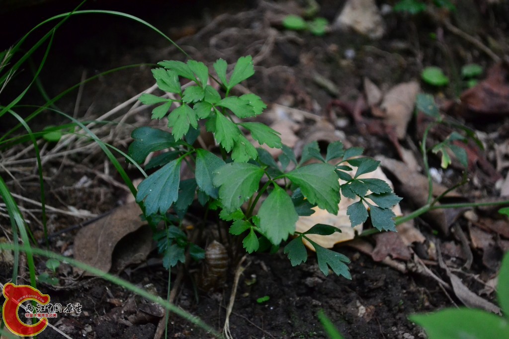 木兰天池里的植物 (60).jpg