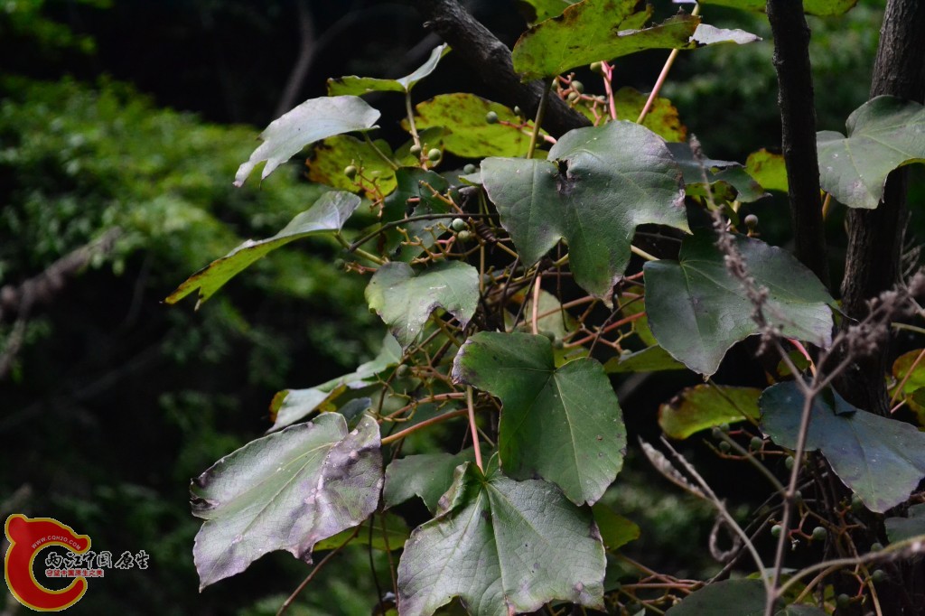 木兰天池里的植物 (61).jpg