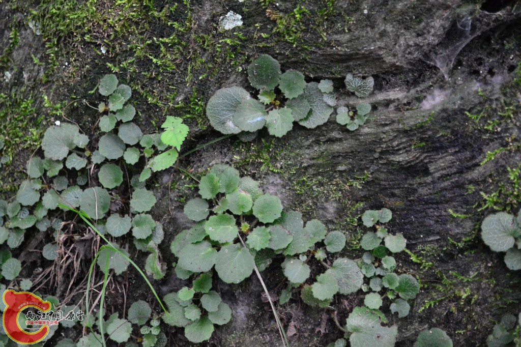木兰天池里的植物 (62).jpg