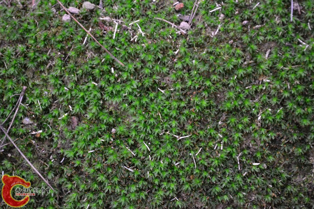 苔藓.jpg
