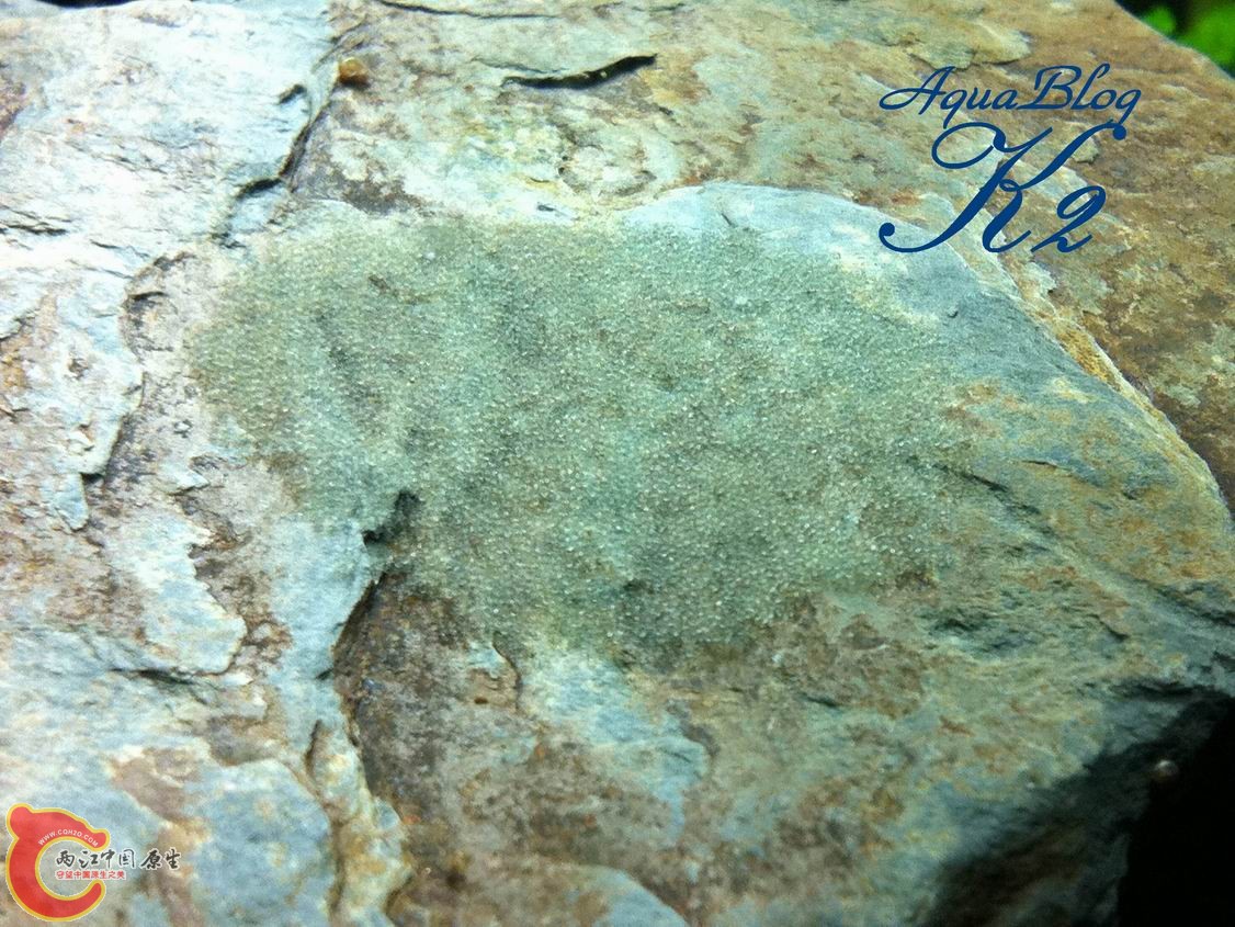 宿霧黃瓜蝦虎的卵 Sicyopus cebuensis