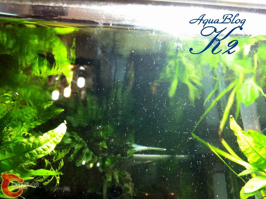 剛孵化的宿霧黃瓜蝦虎魚苗 Sicyopus cebuensis