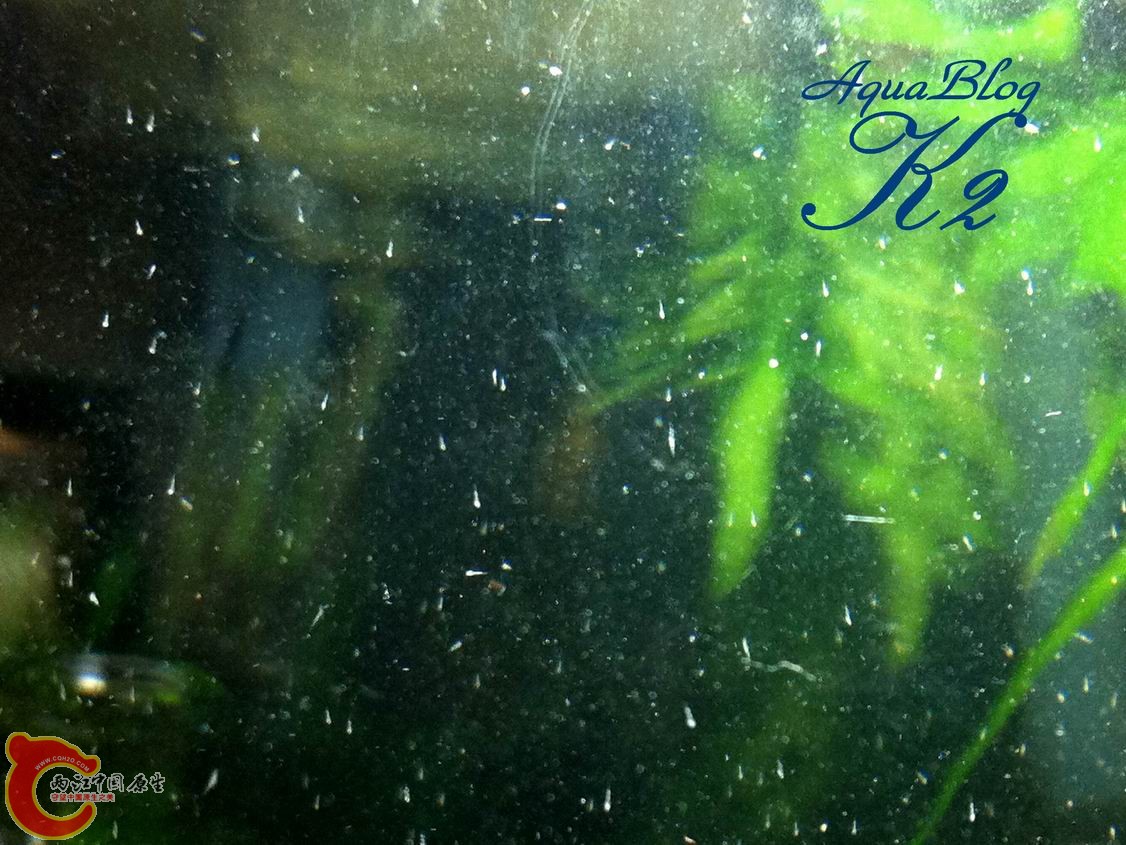 剛孵化的宿霧黃瓜蝦虎魚苗 Sicyopus cebuensis